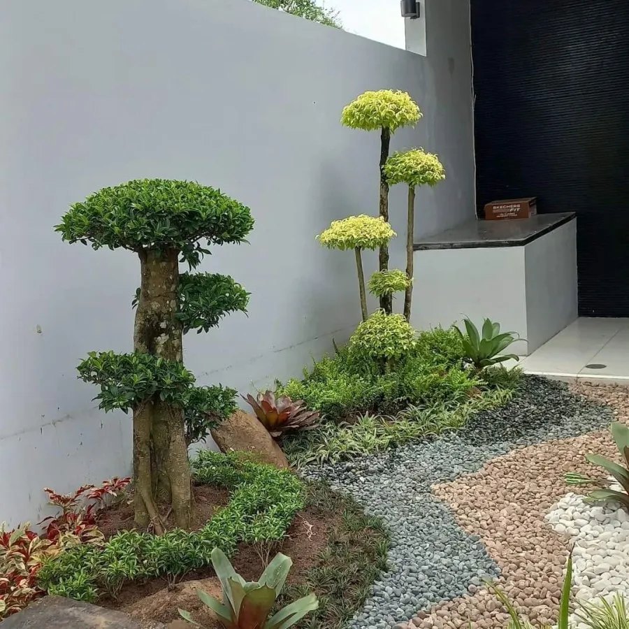 jual bonsai beringin korea